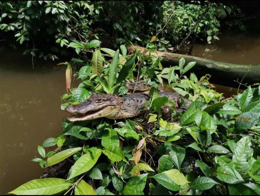Casa Marbella Tortuguero Exterior foto